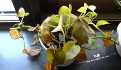 為什么要進(jìn)行甲醛檢測(cè)